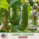 10 Luffa Loofah Gourd Seeds Heirloom Hột Mướp Hương Genuine Fast Growing 10 Luffa Loofah Gourd Seeds Heirloom Hột Mướp Hương Genuine Fast Growing
