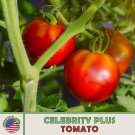 10 Celebrity Plus Tomato Seeds Hybrid Non GMO Genuine Fast Growing