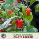 Ghost Pepper Seeds Naga Jolokia 1 Million Scoville Genuine Fast Growing Ghost Pepper Seeds Naga Jolokia 1 Million Scoville Genuine Fast Growing