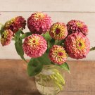 Queeny Red Lime Zinnia: 10 Seeds Fast Growing