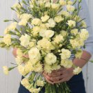 Marie Chabaud Carnation: 100 Seeds Fast Growing Marie Chabaud Carnation: 100 Seeds Fast Growing