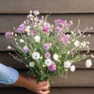Paper Flower Double Mixture Xeranthemum: 100 Seeds Fast Growing Paper Flower Double Mixture Xeranthemum: 100 Seeds Fast Growing