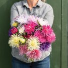 Valkyrie Mix China Aster: 100 Seeds Fast Growing Valkyrie Mix China Aster: 100 Seeds Fast Growing