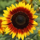 Ring Of Fire Sunflower: 10 Seeds Fast Growing Ring Of Fire Sunflower: 10 Seeds Fast Growing