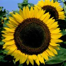 Taiyo Sunflower: 25 Seeds Fast Growing Taiyo Sunflower: 25 Seeds Fast Growing