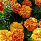 Queen Sophia Marigold: 100 Seeds Fast Growing Queen Sophia Marigold: 100 Seeds Fast Growing