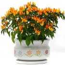 Sedona Sun Ornamental Pepper: 10 Seeds Fast Growing