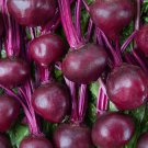 Merlin Beets: 30 Seeds Fast Growing Merlin Beets: 30 Seeds Fast Growing