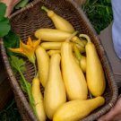 Pic N Pic Summer Squash: 10 Seeds Fast Growing Pic N Pic Summer Squash: 10 Seeds Fast Growing
