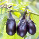 Patio Baby Eggplant:10 Seeds Fast Growing Patio Baby Eggplant:10 Seeds Fast Growing