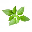 Lemon Basil 200 Seeds Fast Growing