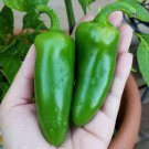 Mucho Nacho Jalapeno Pepper: 10 Seeds Fast Growing Mucho Nacho Jalapeno Pepper: 10 Seeds Fast Growing
