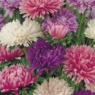 Powder Puff Mix Aster Seeds Fast Growing