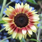 Procut Red Lemon Bicolor Sunflower Seeds Fast Growing Procut Red Lemon Bicolor Sunflower Seeds Fast Growing
