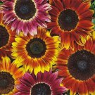 Harlequin Mix Sunflower Seeds Fast Growing