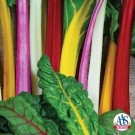 Swiss Chard Bright Lights Seeds Fast Growing Swiss Chard Bright Lights Seeds Fast Growing