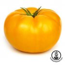Beefsteak Yellow Tomato: 15 Seeds Fast Growing Beefsteak Yellow Tomato: 15 Seeds Fast Growing