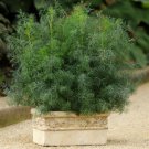 Fernleaf Dill 125 Seeds Fast Growing Fernleaf Dill 125 Seeds Fast Growing