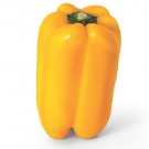 Gold Fortune Bell Pepper 15 Seeds Fast Growing Gold Fortune Bell Pepper 15 Seeds Fast Growing