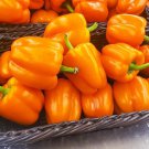 Orange King Bell Pepper 10 Seeds Fast Growing Orange King Bell Pepper 10 Seeds Fast Growing