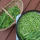 Little Marvel Pea 50 Seeds Fast Growing Little Marvel Pea 50 Seeds Fast Growing