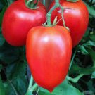 Amish Paste Tomato: 30 Seeds Fast Growing Amish Paste Tomato: 30 Seeds Fast Growing