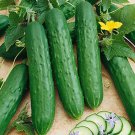 Saladmore Bush Cucumber 15 Seeds Fast Growing