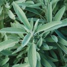 Sage: 50 Seeds Fast Growing Sage: 50 Seeds Fast Growing