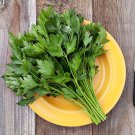Italian Flat Leaf Parsley 100 Seeds Fast Growing Italian Flat Leaf Parsley 100 Seeds Fast Growing