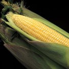 Kandy Korn Sweet Corn: 50 Seeds Fast Growing