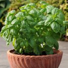 Dolce Fresca Basil 100 Seeds Fast Growing Dolce Fresca Basil 100 Seeds Fast Growing