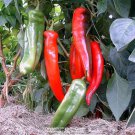 Nu Mex Big Jim Chili Pepper Seeds Fast Growing Nu Mex Big Jim Chili Pepper Seeds Fast Growing