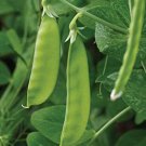 Oregon Sugar Pod Ii Pea: 50 Seeds Fast Growing Oregon Sugar Pod Ii Pea: 50 Seeds Fast Growing