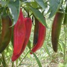 Anaheim Chili Pepper Seeds Fast Growing