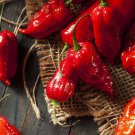 Red Ghost Bhut Jolokia Pepper Seeds Fast Growing