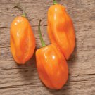 Habanero Orange Pepper Seeds Fast Growing