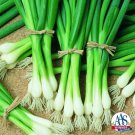 Evergreen Bunching Scallion Onion: 250 Seeds Fast Growing