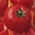 Bush Early Girl Tomato: 15 Seeds Fast Growing