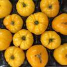 Brandywine Yellow Tomato Seeds Fast Growing