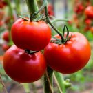 Ace 55 Tomato 20 Seeds Fast Growing