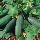Bush Crop Cucumber 20 Seeds Fast Growing