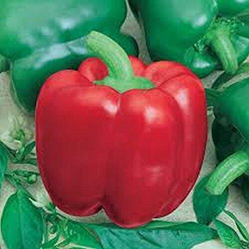 Jupiter Bell Pepper Seeds Fast Growing