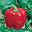 Jupiter Bell Pepper Seeds Fast Growing