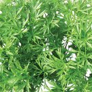 Confetti Cilantro 300 Seeds Fast Growing