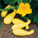 Yellow Crookneck Squash Seeds Fast Growing