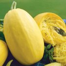 Spaghetti Squash Seeds Fast Growing