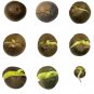 5 Tea Plant seeds Camellia sinensis Black, White, Green Tea