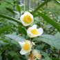 5 Tea Plant seeds Camellia sinensis Black, White, Green Tea
