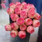 10 Pink Mountain Rose Seeds Rare pink succulent Greenovia Aurea ex El Hierro Seeds