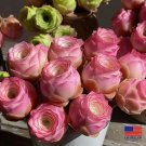 10 Pink Mountain Rose Seeds Rare pink succulent Greenovia Aurea ex El Hierro Seeds